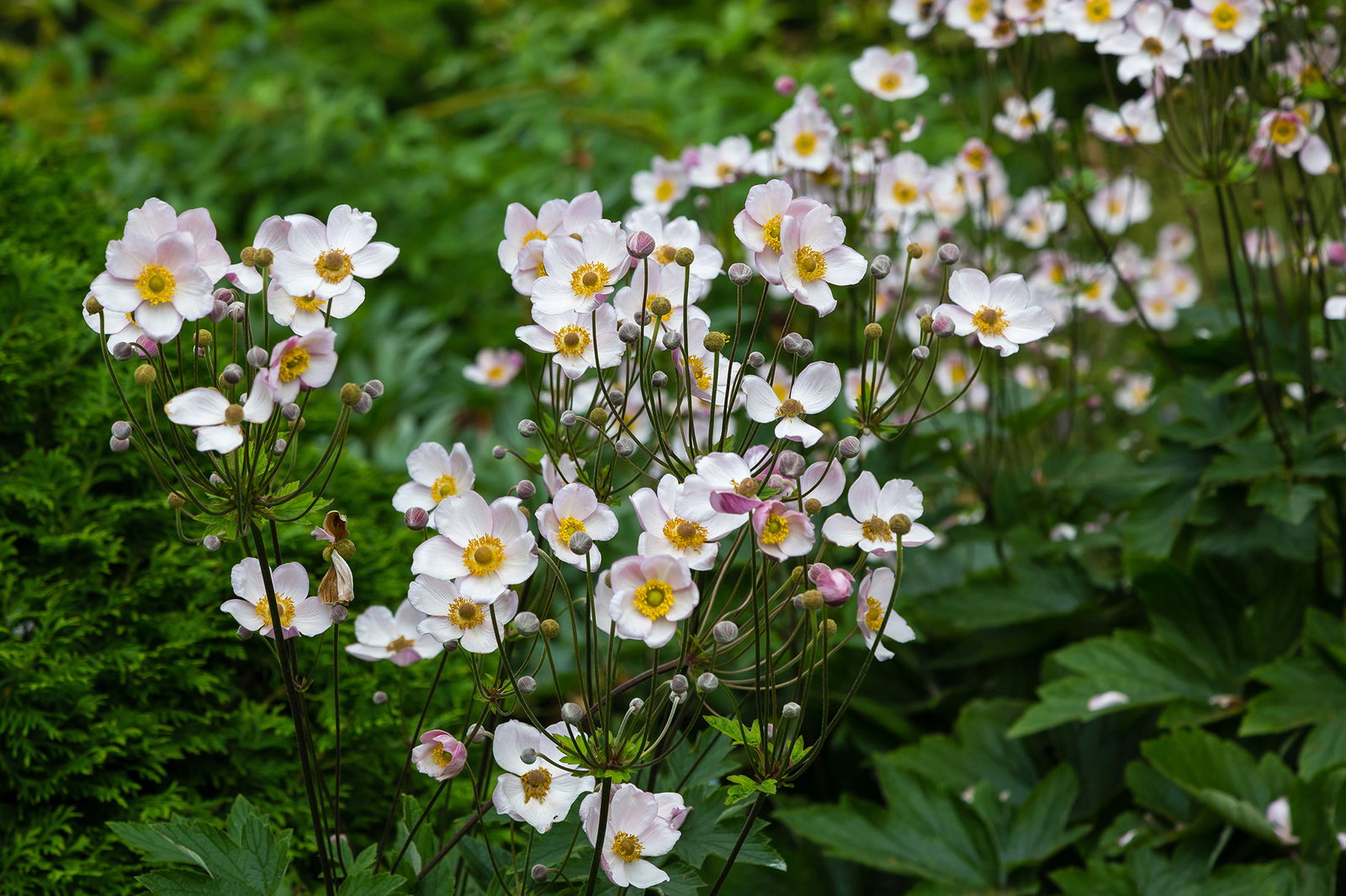 Herbst-Anemone