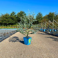 Silberblauer Eucalyptus gunnii 'Silverana'®, im 5 lt. Topf