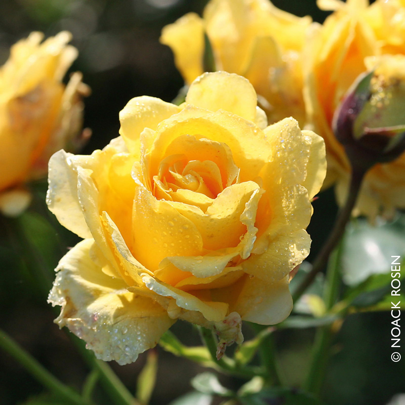 Kletterrose 'Sommergold®', goldgelb, Topf 5 Liter