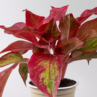 Aglaonema 'Crete Flame', Topf-Ø 12 cm, Höhe ca. 35 cm