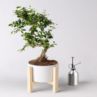 Bonsai in Schale inkl. Holzständer, Art zufällig, Topf-Ø 19cm, Höhe ca. 35 cm