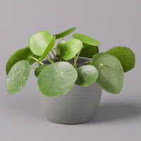 Pilea peperomioides, Topf-Ø 12 cm, Höhe ca. 20 cm, 3er-Set