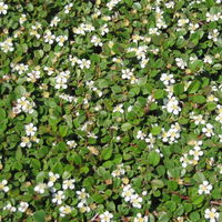 Cotoneaster dammeri 'Streibs Findling', Topf-Ø 9 cm, 12er-Set