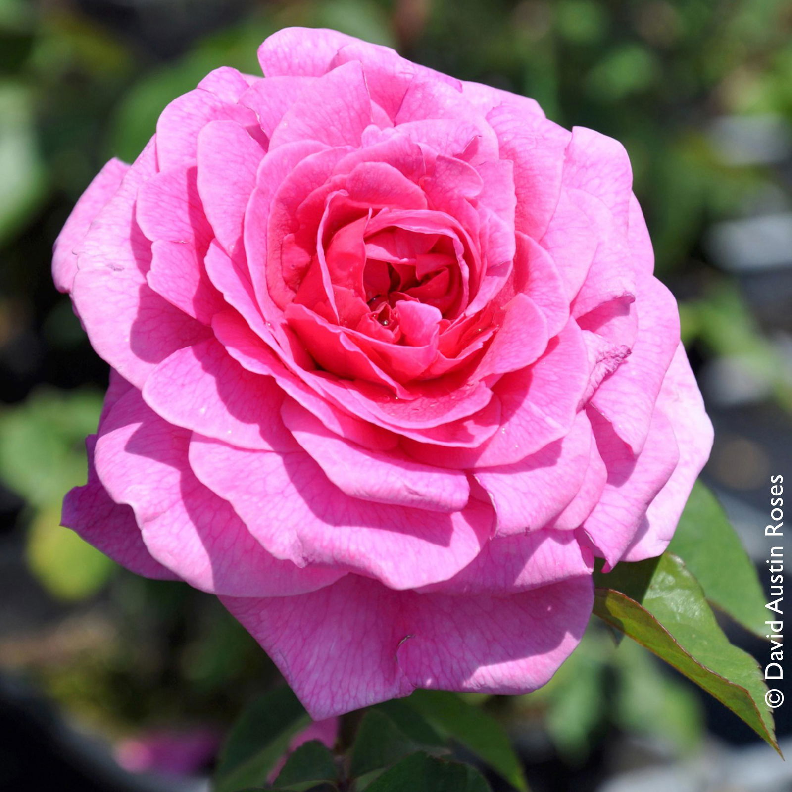 Stammrose 'Gertrude Jekyll' (Ausbord), Englische Rose, Stamm 60cm 7,5 lt. Topf