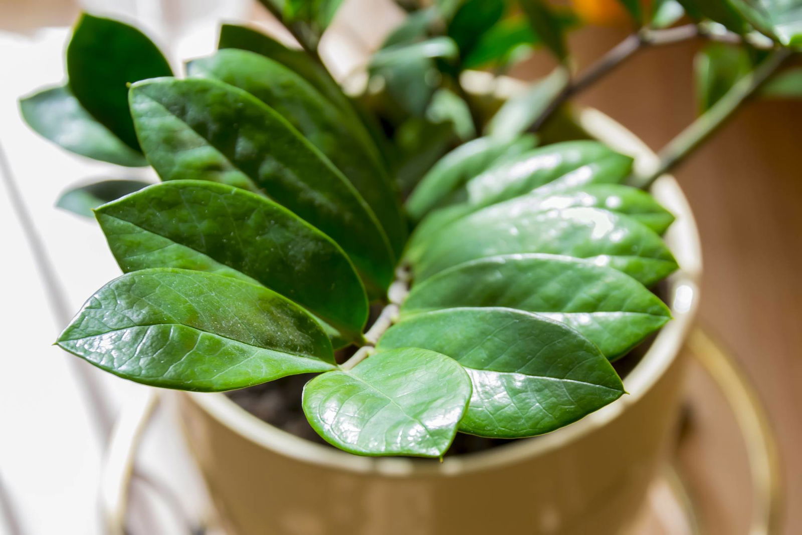 Glücksfeder/Zamioculcas