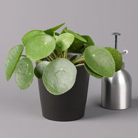 Pilea peperomioides in Topf Dallas anthrazit, Topf-Ø 12 cm, H: ca. 20 cm