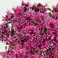 Sedum spurium 'Spot on® Deep Rose' dunkelrosa, Topf 9x9 cm, 3 Pflanzen