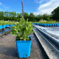 Bio Salvia nemorosa  'Ostfriesland' blau, Topf-Ø 11 cm, 3er-Set