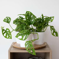 Monstera adansonii mit Keramiktopf weiß, Topf-Ø 12 cm, Höhe ca. 25 cm, 3er-Set