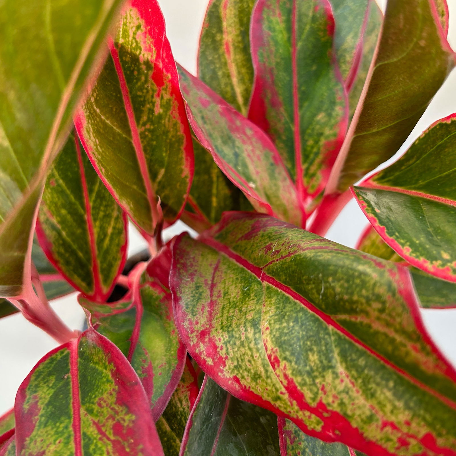 Aglaonema 'Crete', mit Übertopf Dallas weiß, Topf-Ø 12 cm