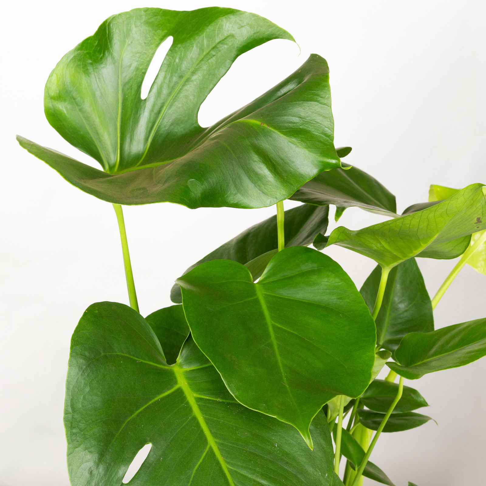 Monstera deliciosa in Korb Gaby natur, Topf-Ø 21 cm, Höhe ca. 40-60 cm