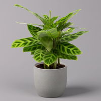 Calathea zebrina, Topf-Ø 14 cm, Höhe ca. 35-45 cm