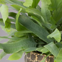 Phlebodium aureum mit Übertopf Goldprint, Topf-Ø 12 cm, Höhe ca. 30 cm, 2er-Set