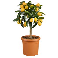 Kumquat, Mini-Stamm, Topf-Ø 15 cm