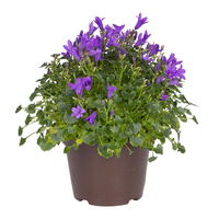 Glockenblume 'Get Mee'®, blau und weiß, Topf-Ø 10,5 cm, Höhe ca. 15 cm