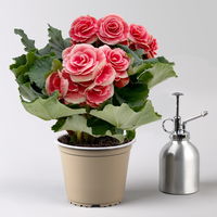 Begonie elatior 'Borias®' rosa-weiß, Topf-Ø 14 cm, 4er-Set