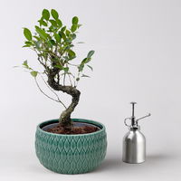 Bonsai 'Lily' Art zufällig, Topf-Ø 18cm, Höhe ca. 35 cm