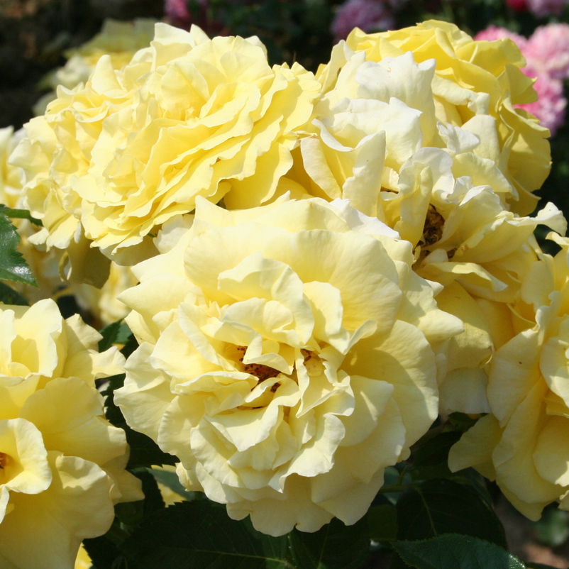 Strauchrose 'Lichtkönigin Lucia®', kräftig gelb, Topf 5 Liter