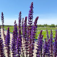 Kölle's Beste Garten-Salbei 'Caradonna', 3 Liter Topf