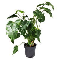 Philodendron xanadu, Topf-Ø 17 cm, Höhe ca. 55 cm