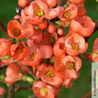 Zierquitte 'Friesdorfer Typ 205', Chaenomeles, hellrot, Topf 5 Liter