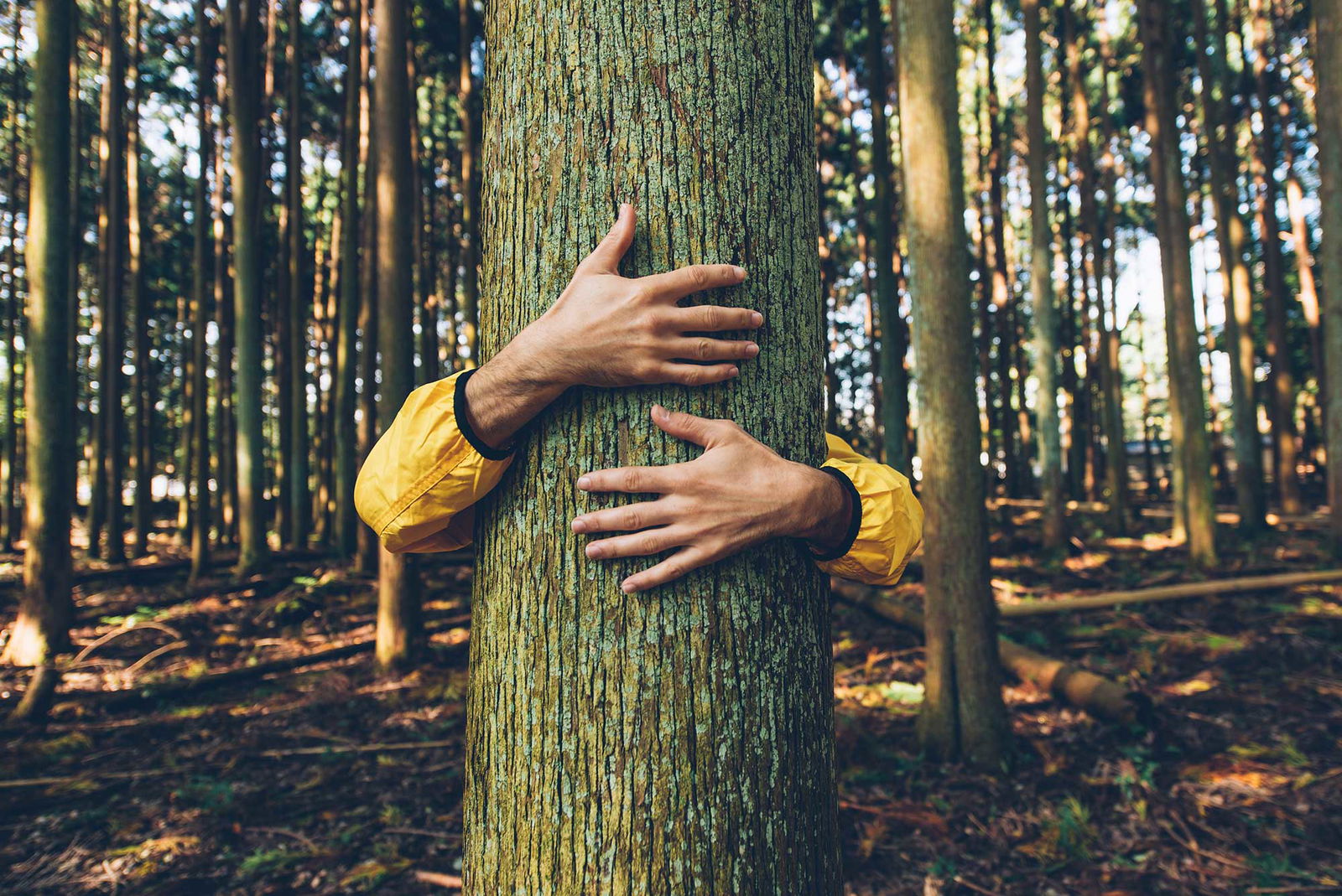 FSC-Holzprodukte