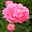 Pfingstrose 'Alexander Fleming' rosa, Topf 3 Liter