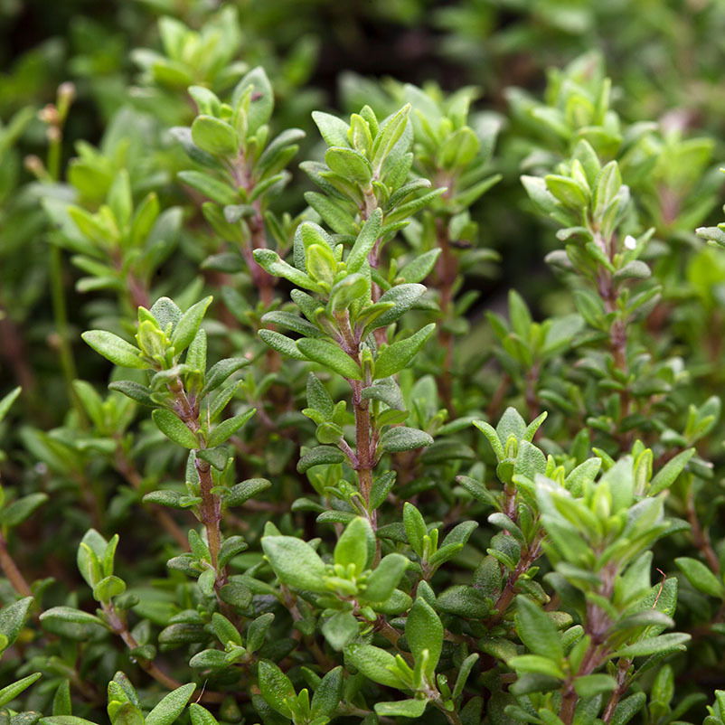 Thymian, Kölle Bio, 12cm Topf, frisch aus unserer Bio-Gärtnerei