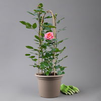 Duftende Edelrose 'Augusta Luise®', rose-aprikot, Doppelbogen, Topf 10 Liter