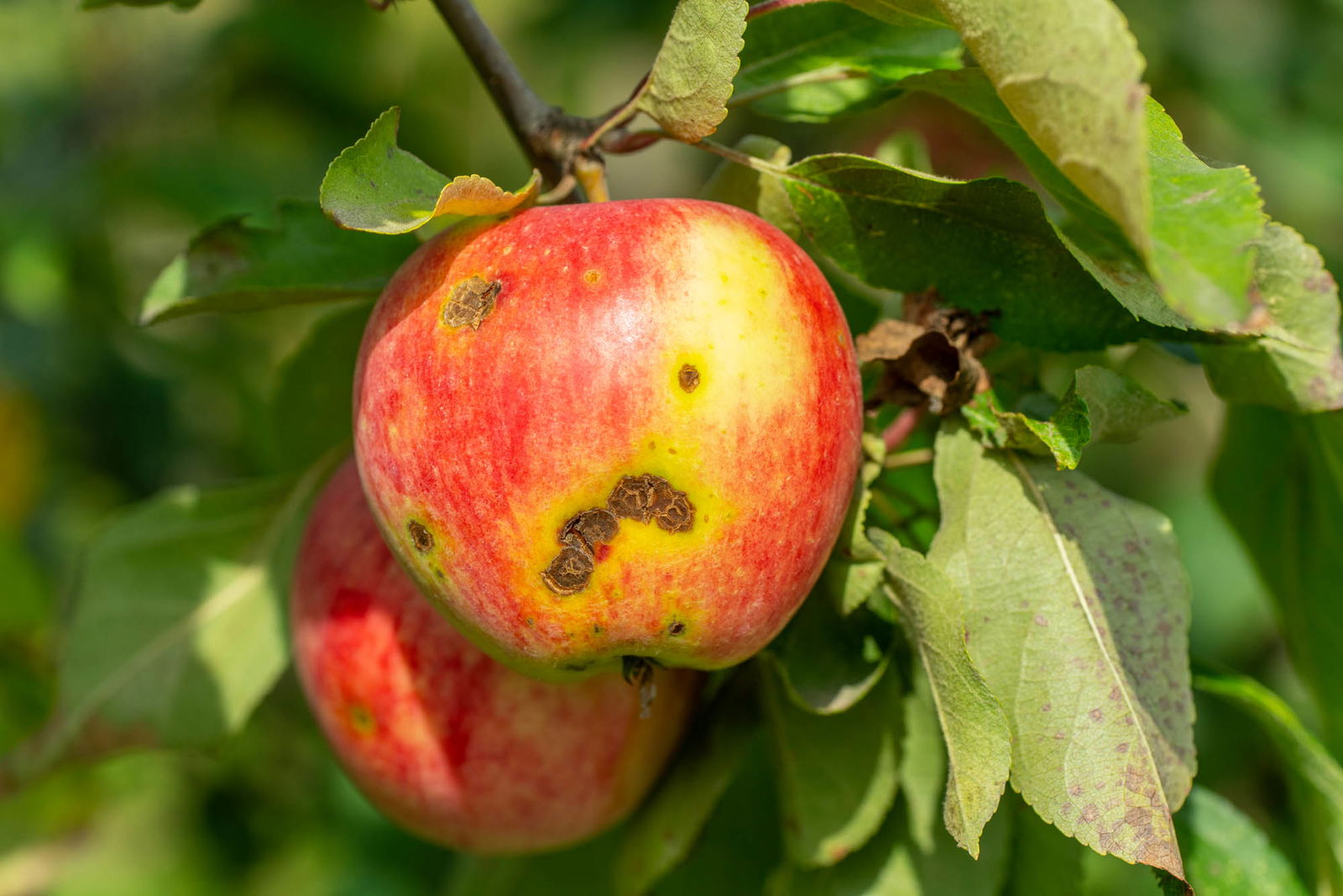 Apfelschorf an Apfelbaum