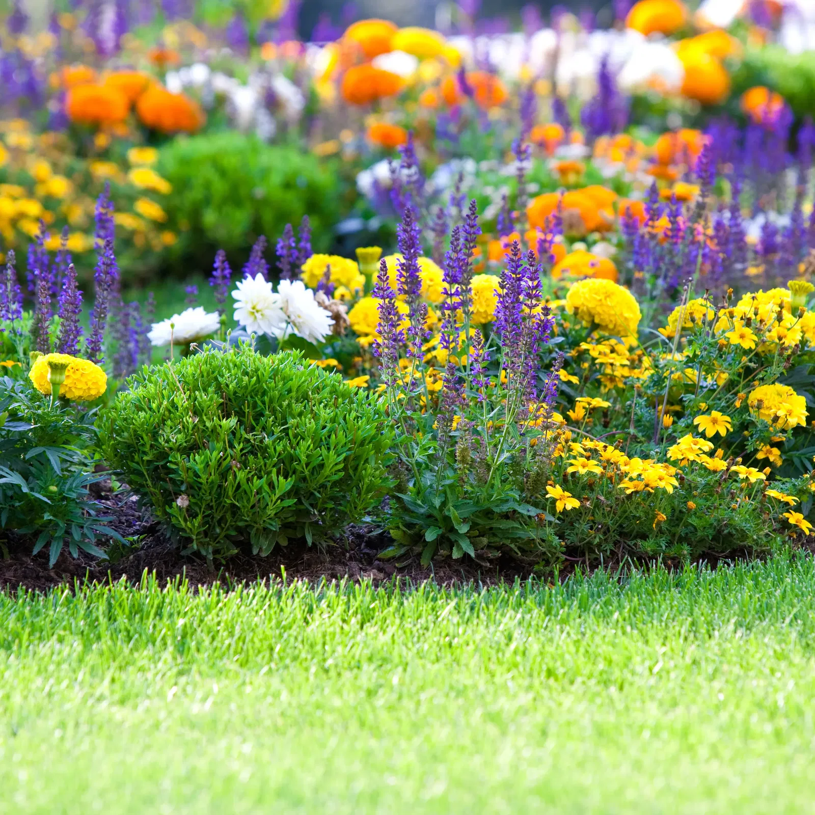 bunte Beetpflanzen im Frühling