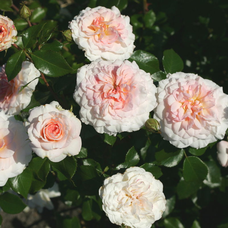 Strauchrose 'Bremer Stadtmusikanten®', cremerosa mit dunkler Mitte, Topf 5 Liter