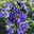 Bartblume 'Blue Cloud®', dunkelblau, Topf 5 Liter