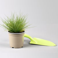 Bärenfellschwingel 'AmiGreen®', Topf-Ø 10,5 cm, 6 Stück