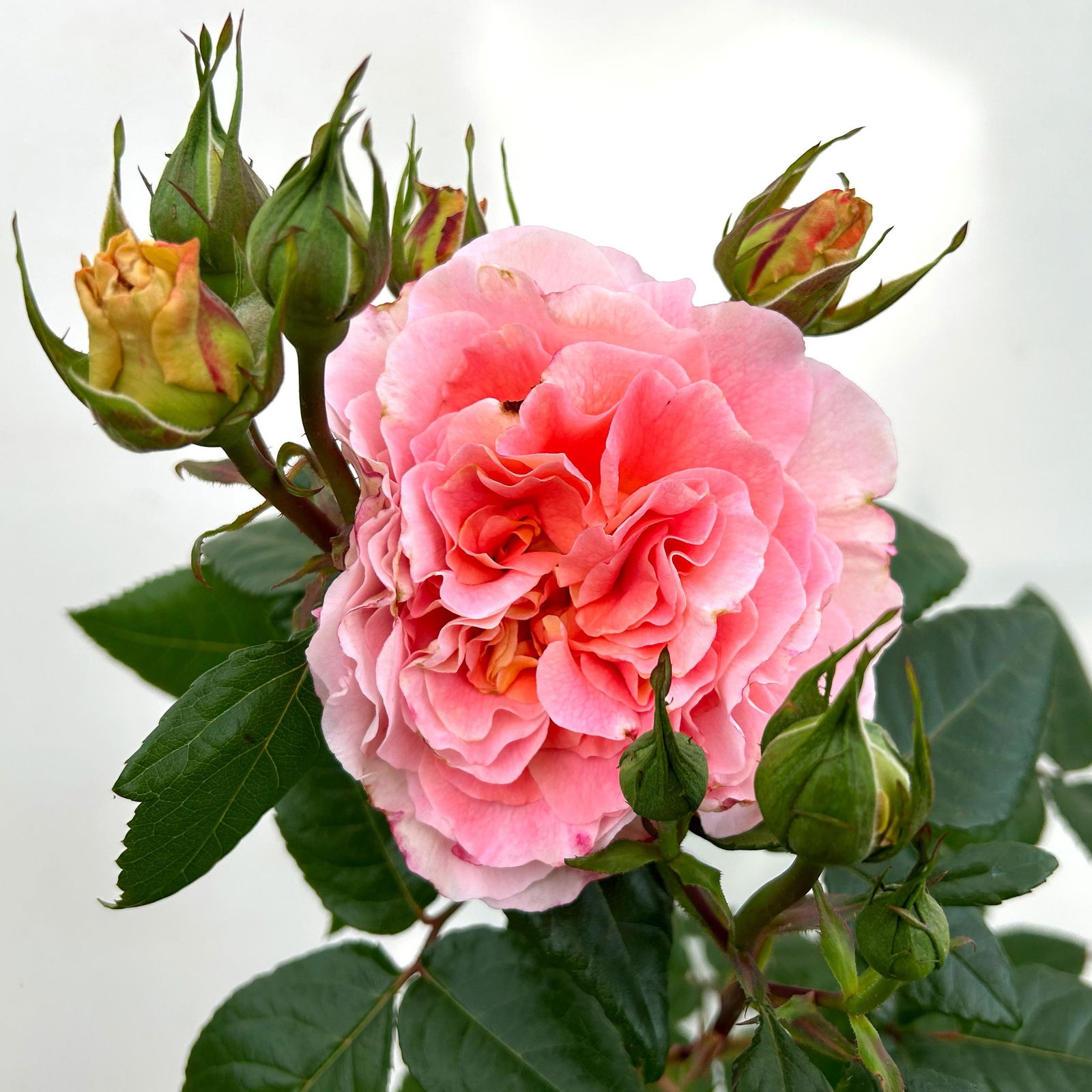 Duftende Edelrose 'Augusta Luise®', rose-aprikot, Doppelbogen, Topf 7,5 Liter