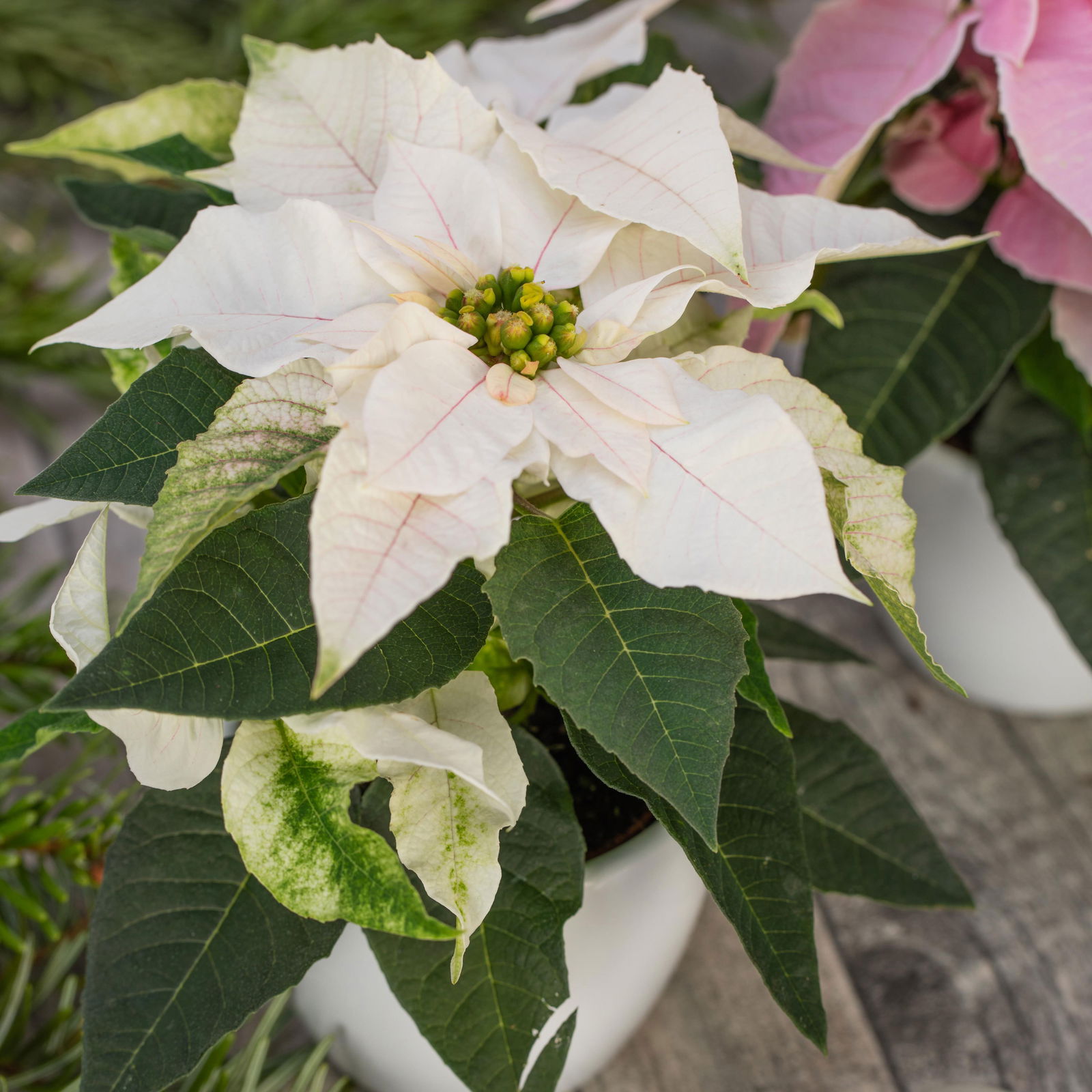 Bio Euphorbia pulcherrima 'Princettia'®, rosa, pink & weiß,Topf-Ø12 cm, 3er-Set