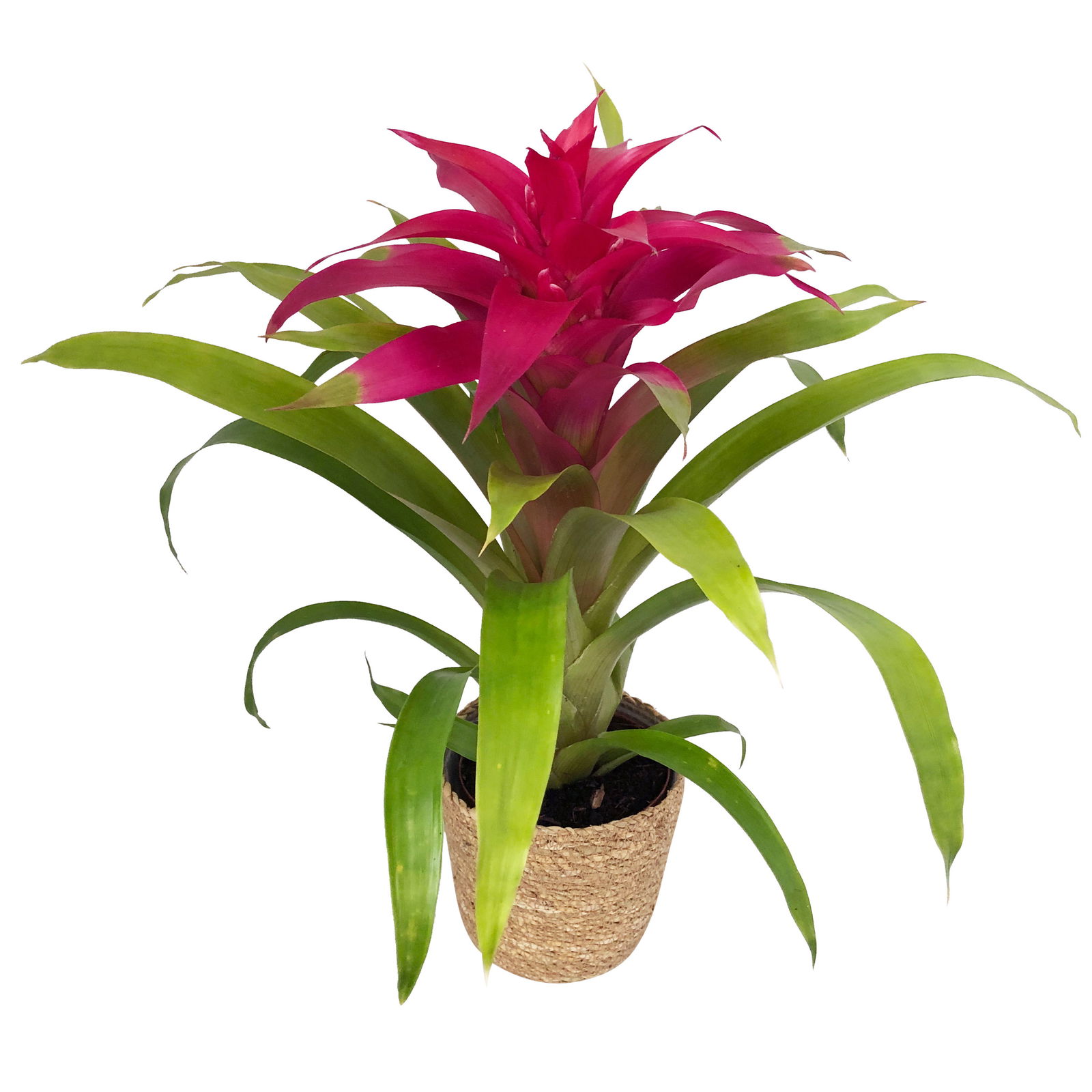 Guzmania 'Deseo Pink', pink, Topf-Ø 12 cm, mit Korb Maki, Höhe ca. 50 cm