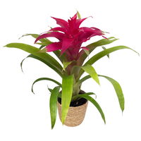 Guzmania 'Deseo Pink', pink, Topf-Ø 12 cm, mit Korb Maki, Höhe ca. 50 cm