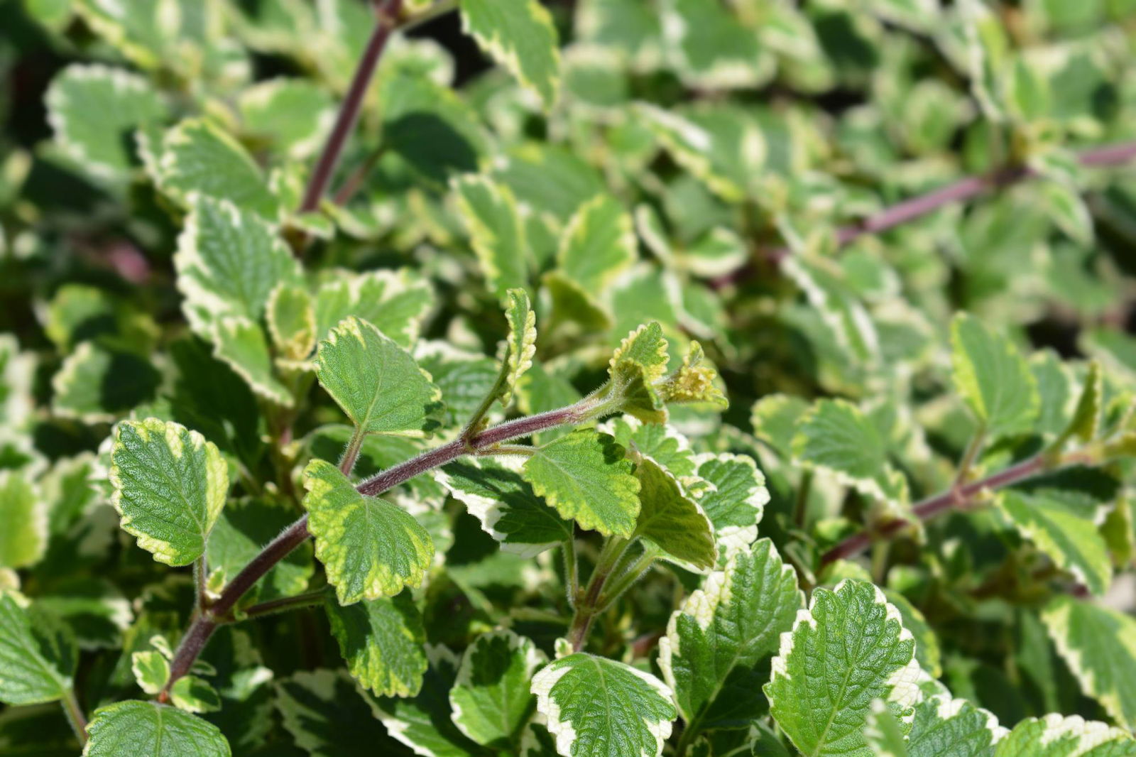 Plectranthus