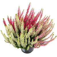 Knospenheide Starlight® 'Ameties' rot-weiß-rosa, Topf-Ø 13 cm, 6er-Set