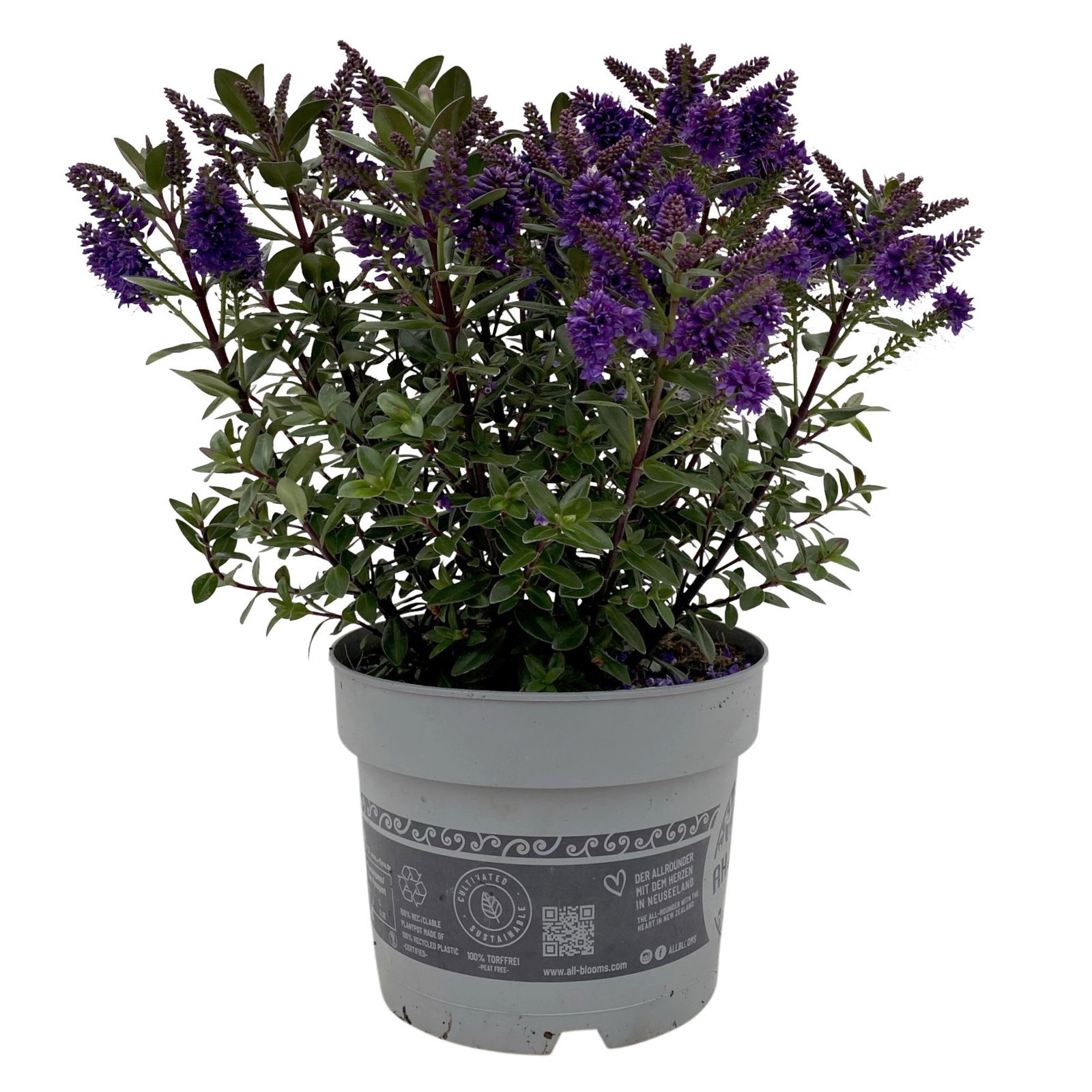 Hebe 'All Blooms®' blau, Topf-Ø 17 cm