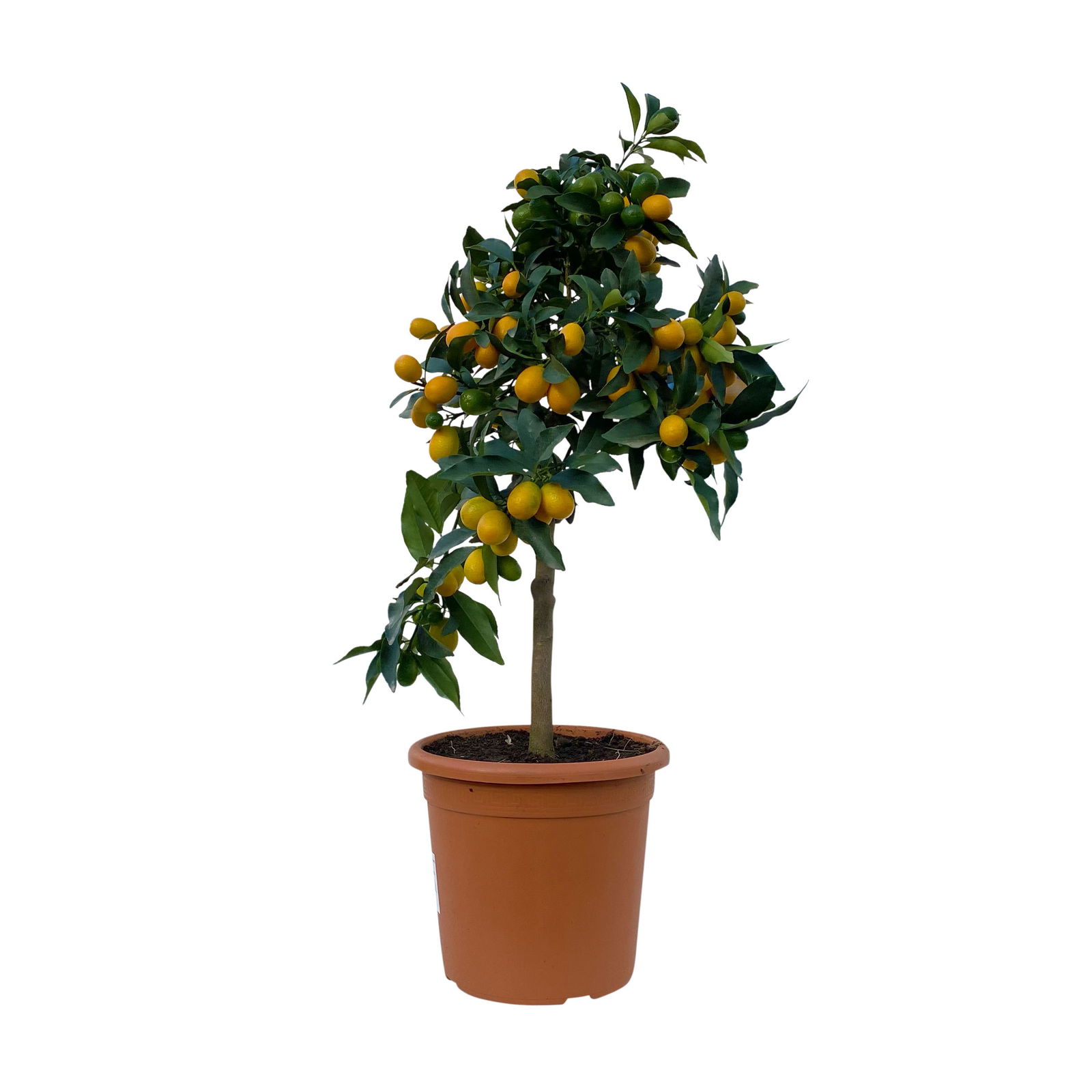 Kumquat, Stamm, Topf-Ø 22 cm