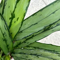 Aglaonema 'Cutlass', mit Übertopf Dallas weiß, Topf-Ø 12 cm