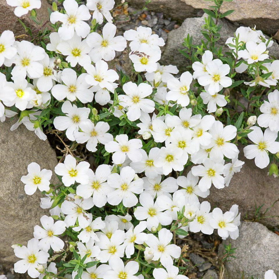 Insektenfreundliches Stauden Set, 18 Pflanzen für 3 m², bunt