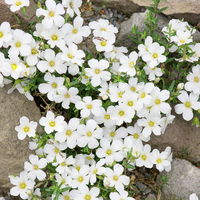 Insektenfreundliches Stauden Set, 18 Pflanzen für 3 m², bunt