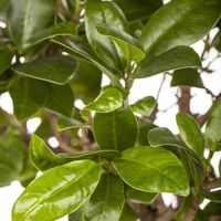 Ficus microcarpa 'Ginseng', Topf-Ø 17 cm, Höhe ca. 40 cm