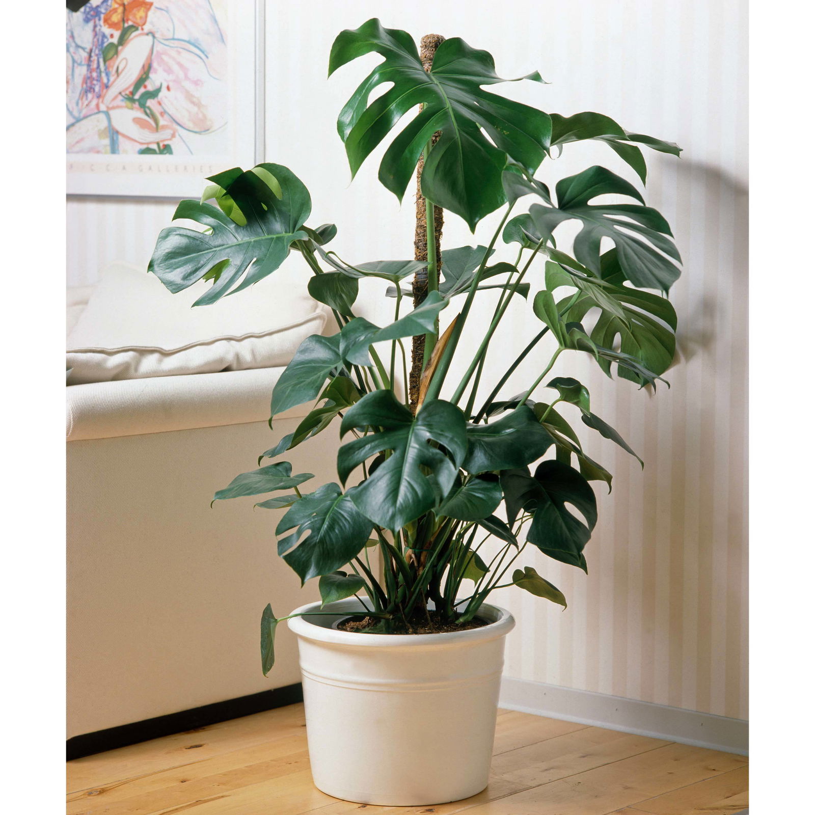 Monstera deliciosa, Topf-Ø 22 cm, Höhe ca. 100 cm