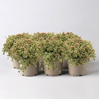 Sedum pellucida 'Little Missy', rosa, Topf-Ø 12 cm, 6er-Set