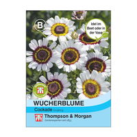 Wucherblume „Cockade“, Sommermargerite, ungewöhnliche Farbkombination