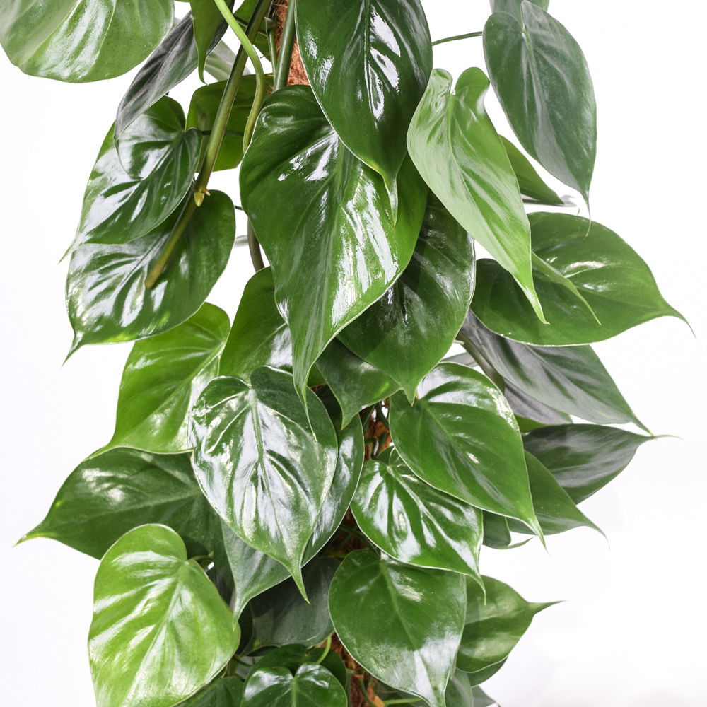 Philodendron scandens, Topf-Ø 27 cm, Höhe ca. 150 cm